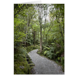 A path through a rain forest at the base of
