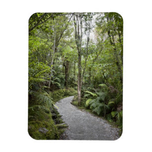A path through a rain forest at the base of magnet