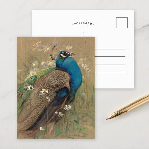 A Peacock and Marguerites   Edwin John Alexander Postcard