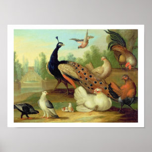 A Peacock, Doves, Chickens and a Jay in a Park Poster