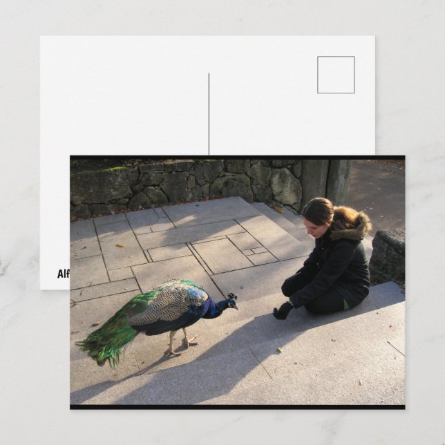 A Peacock's Trust Postcard (Front/Back)