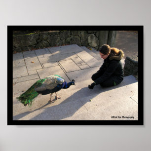 A Peacock's Trust Poster