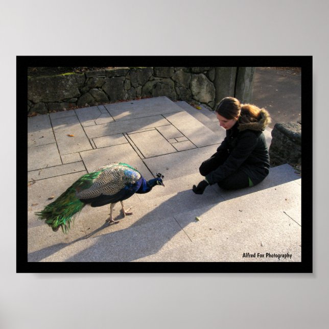 A Peacock's Trust Poster (Front)