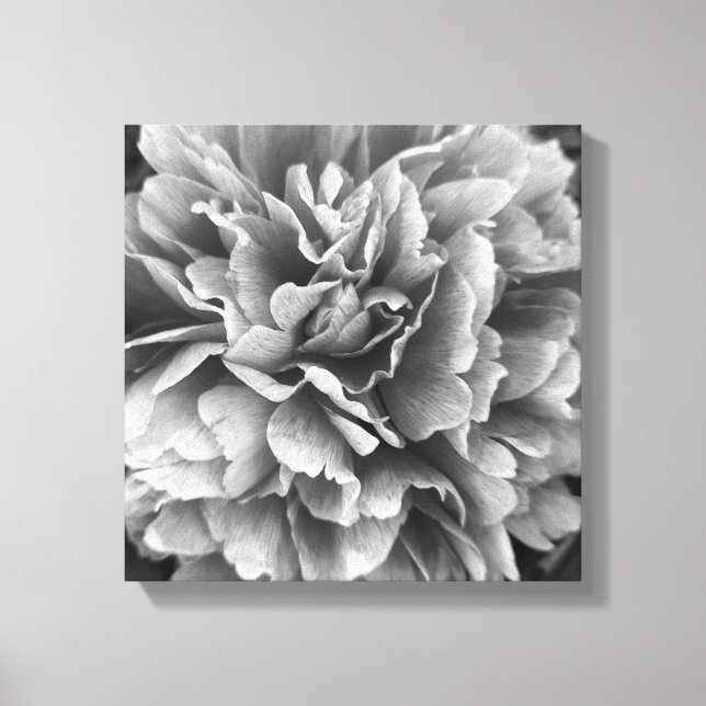 A Peony By Any Other Name Canvas Print (Front)