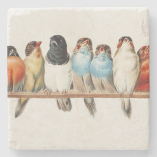 A Perch of Birds Vintage Finch Illustration, 1880 Stone Coaster