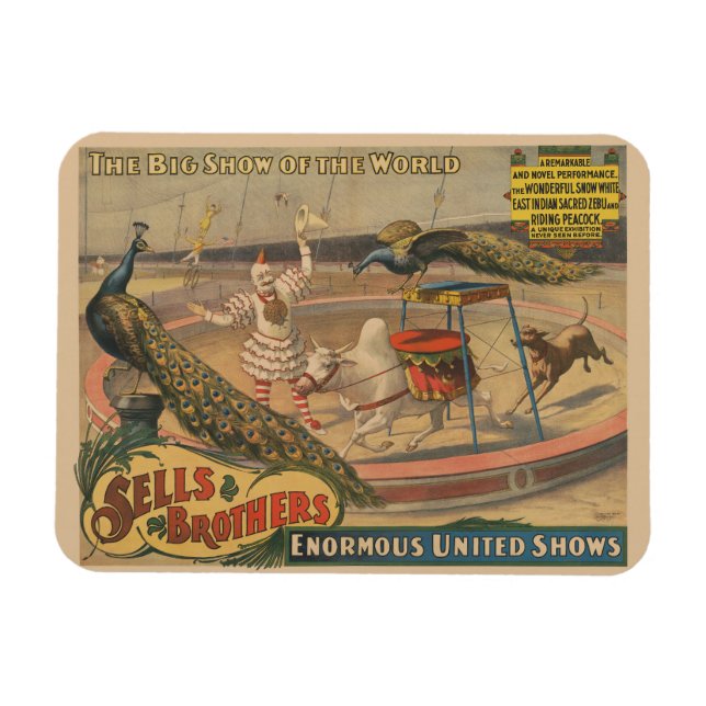 A Performing Zebu And Peacock With Clown Trainer Magnet (Horizontal)