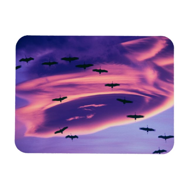 A photo composite of Sandhill cranes in flight Magnet (Horizontal)