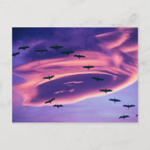 A photo composite of Sandhill cranes in flight Postcard