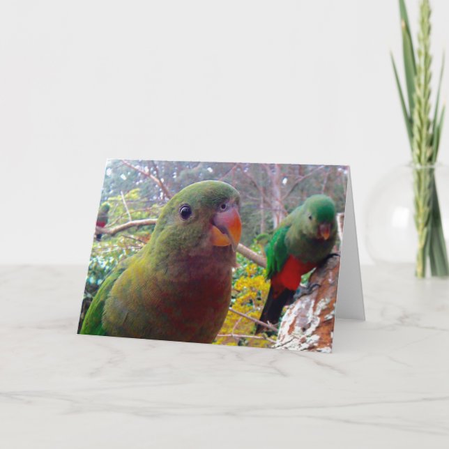 A photograph of a female King Parrot.blank card. Card (Front)