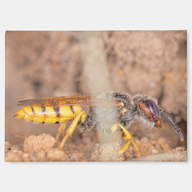 A photograph of a wasp on a magnet (Front)