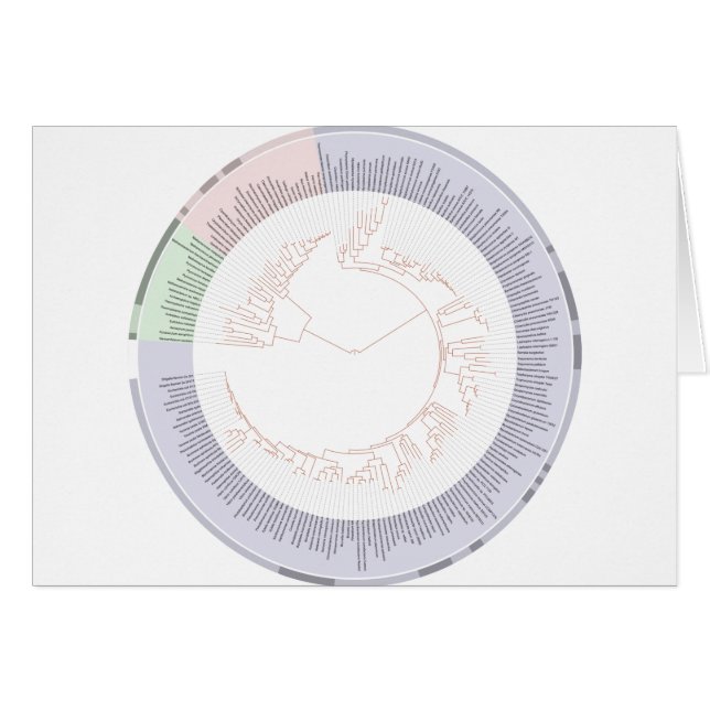 A phylogenetic tree of life Chart (Front Horizontal)
