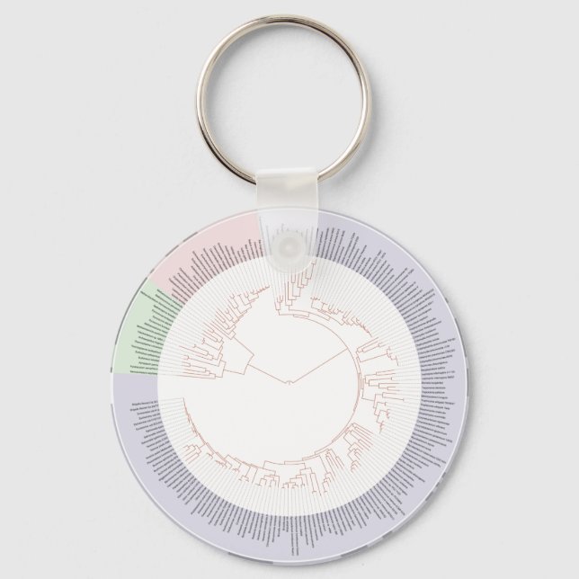 A phylogenetic tree of life Chart Key Ring (Front)
