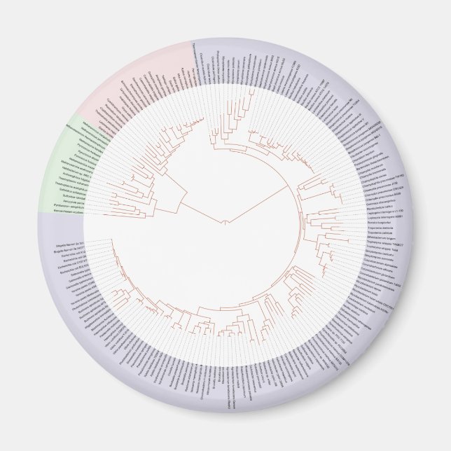 A phylogenetic tree of life Chart Magnet (Front)
