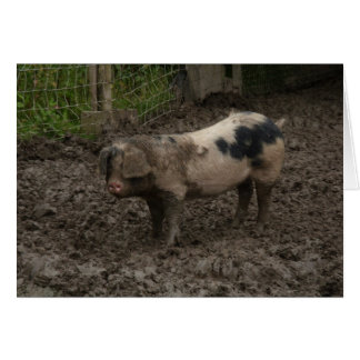 A pig in muck