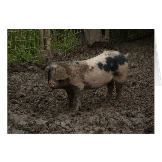 A pig in muck (Front Horizontal)