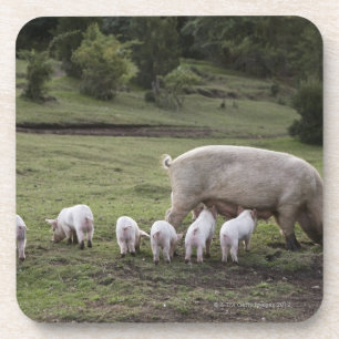 A pig with piglets in a field coaster