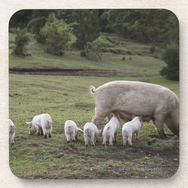 A pig with piglets in a field coaster (Front)