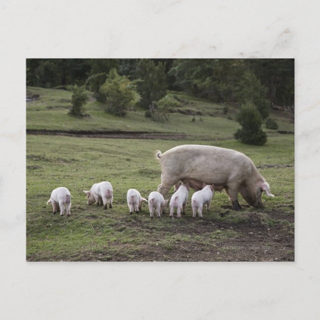 A pig with piglets in a field postcard (Front)