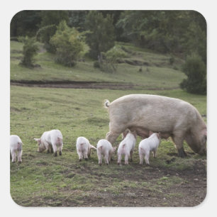 A pig with piglets in a field square sticker