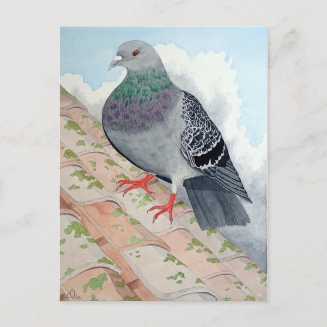 A Pigeon rests on a roof Postcard (Front)