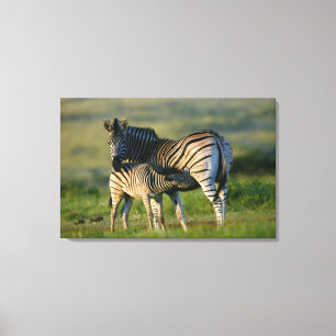 A Plains Zebra feeding her foal, Kwazulu-Natal Canvas Print