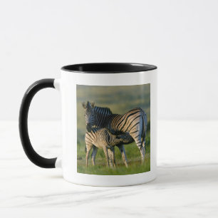 A Plains Zebra feeding her foal, Kwazulu-Natal Mug
