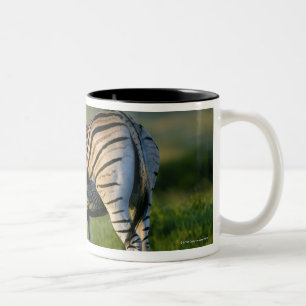 A Plains Zebra feeding her foal, Kwazulu-Natal Two-Tone Coffee Mug