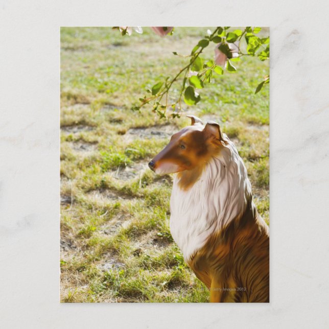 A plastic dog in a garden. postcard (Front)