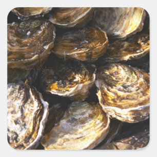 A plate of oysters. square sticker