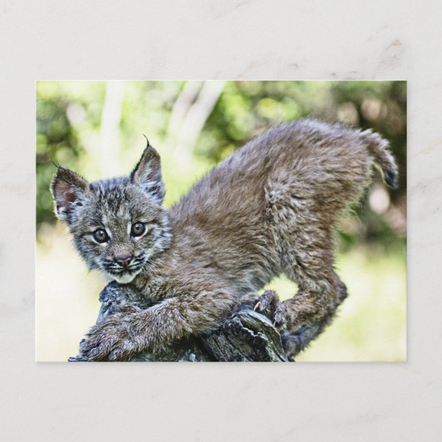 A Playful Canadian Lynx Kitten Postcard (Front)