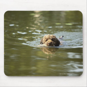 A playful dog cools off in the summer heat. mouse pad