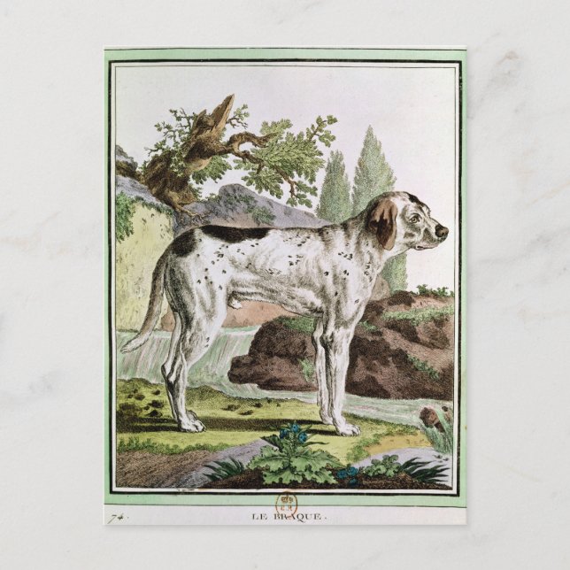 A Pointer, illustration from 'Histoire Postcard (Front)