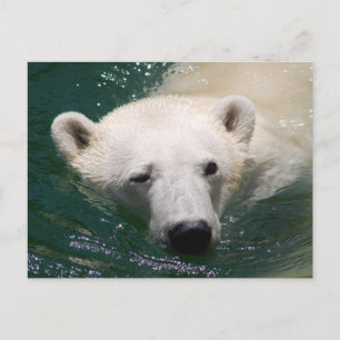 A polar bear just chilling postcard