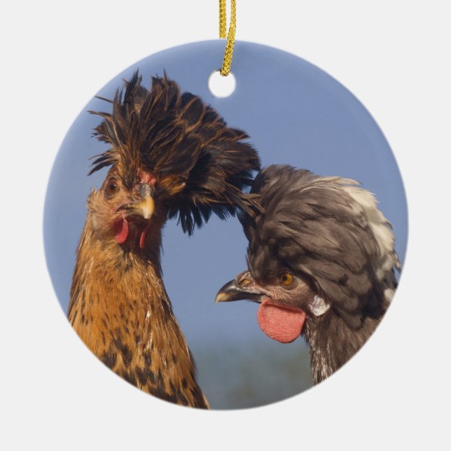 A Polish Chicken Christmas Ceramic Tree Decoration (Front)