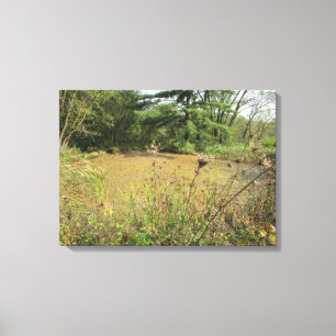 A Pond in the Woods Photography Wall Art