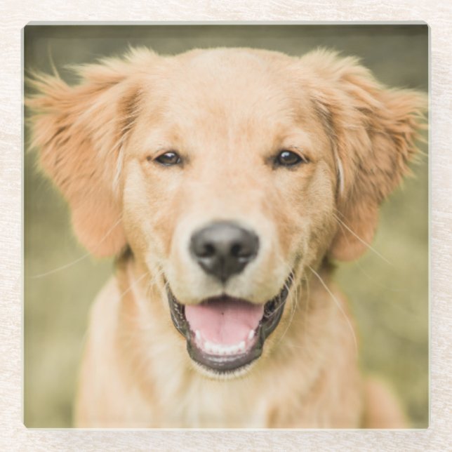 A Portrait Of A Golden Retriever Puppy Glass Coaster (Front)
