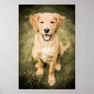 A Portrait Of A Golden Retriever Puppy Poster