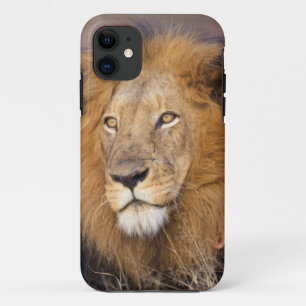 A portrait of a Lion looking into the distance Case-Mate iPhone Case