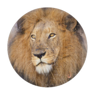 A portrait of a Lion looking into the distance Cutting Board