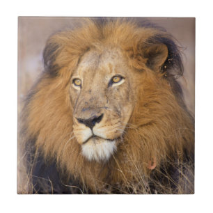 A portrait of a Lion looking into the distance Tile