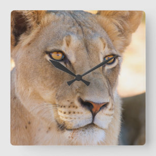 A portrait of a Lioness looking into the distance Square Wall Clock