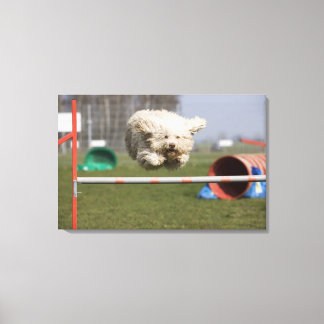 A Portuguese Waterdog jumping over a hurdle Canvas Print