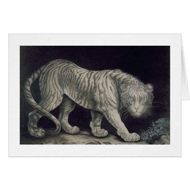 A Prowling Tiger (pencil on paper) (Front Horizontal)