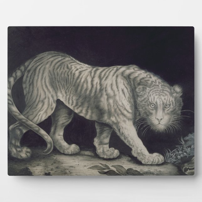 A Prowling Tiger (pencil on paper) Plaque (Front)