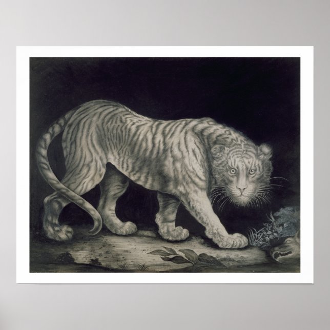A Prowling Tiger (pencil on paper) Poster (Front)