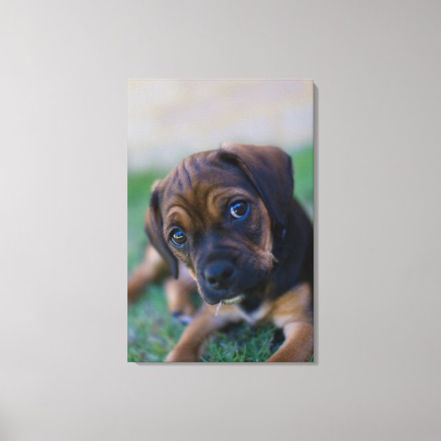 A Pug Cross Beagle Puppy (Puggle) Canvas Print (Front)