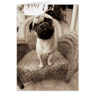 A Pug with its Head Titled to the Side