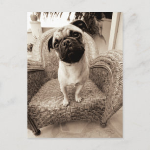 A Pug with its Head Titled to the Side Postcard