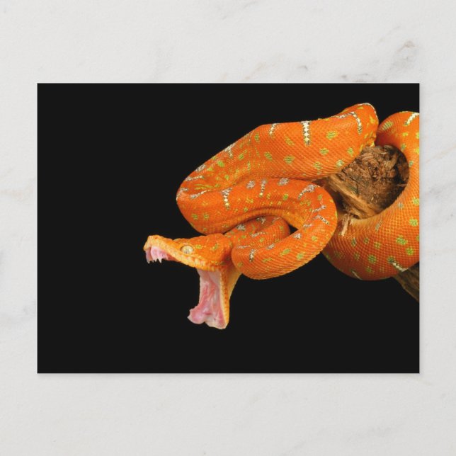 A python snake about to strike out. postcard (Front)