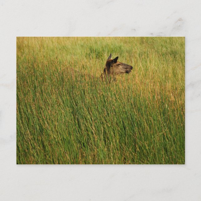 A Quick Peak Postcard (Front)